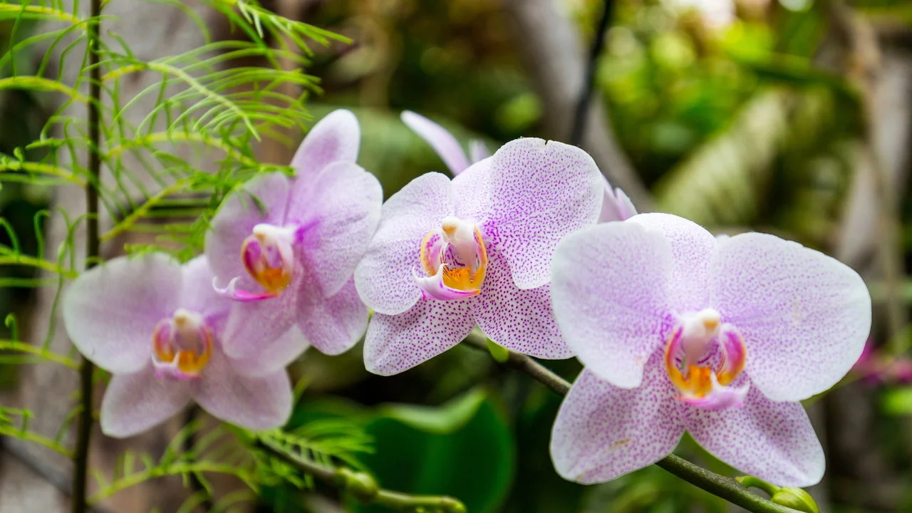 XXVI Exposição Estadual de Orquídeas promete encantar público em Curvelo